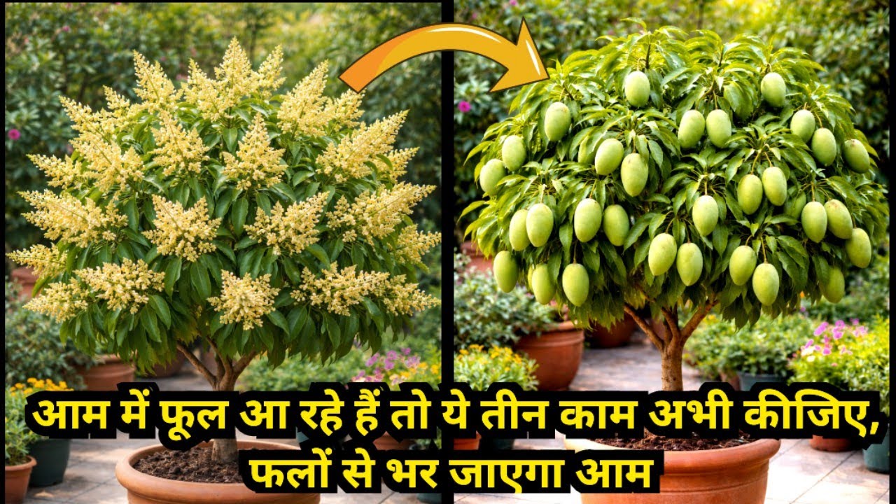 Aam me Flowering ke Samay ye kam kijiye, Aam se Bhar jaega aapka Ped |How to grow mango tree in pot