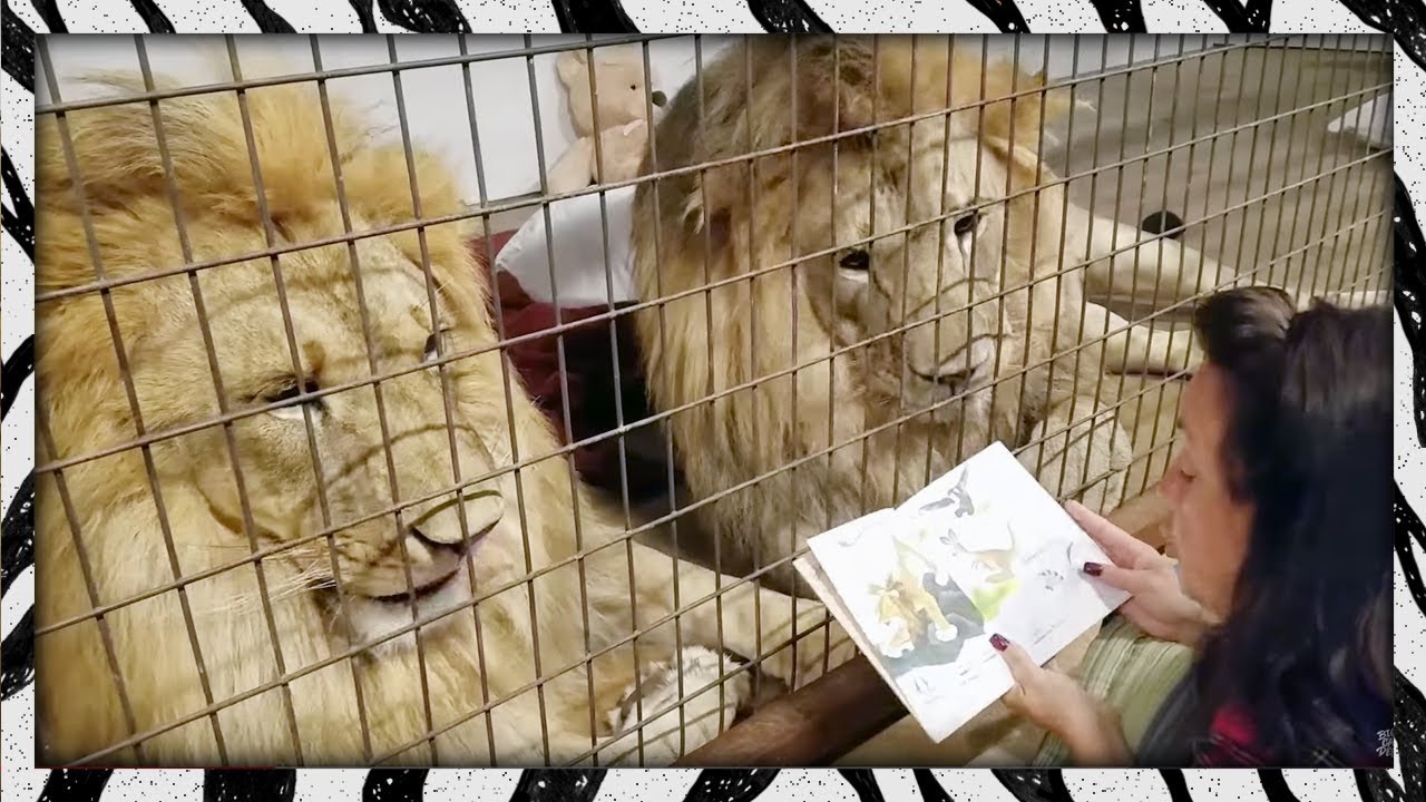 Storytime With Zub & Ra! 🦁📕 Lions Get a Bedtime Story