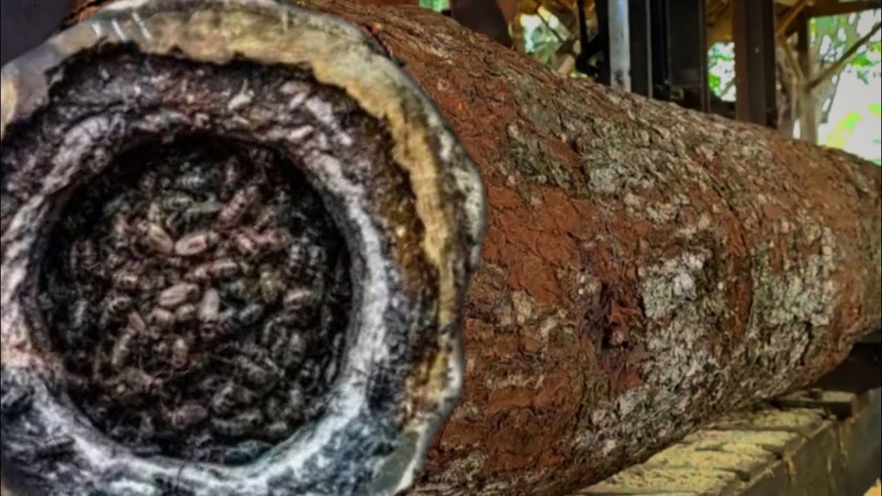 Amazing Discovery: Abandoned Nearly Rotten Pine Log Full of Surprises