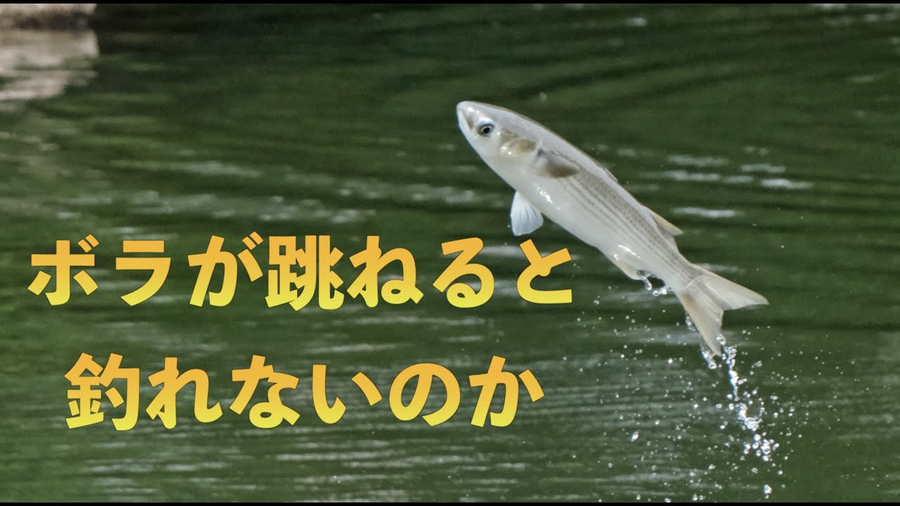 【ボラが跳ねる理由】ボラからわかる釣れるパターンと釣れないパターン