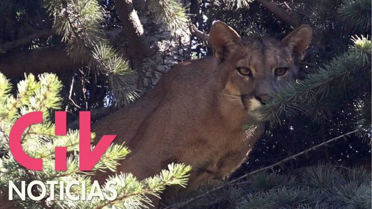 Bajaron al puma del Arrayán: Tras permanecer casi 20 horas arriba de un un árbol