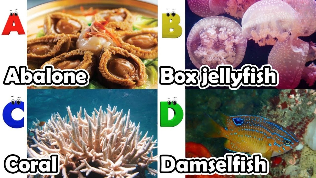 Обучение для малышей - Изучение морских животных | Образовательные видео для детей | Видеоуроки д...