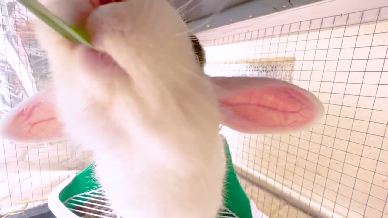 Fluffy And I Play Tug-Of-War (Rabbit vs. Human)