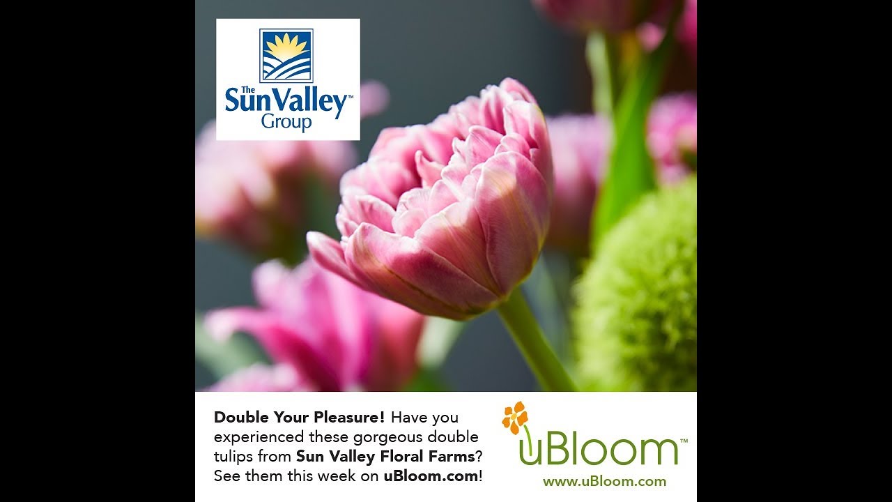 Fancy Tulip Vase Arrangements!