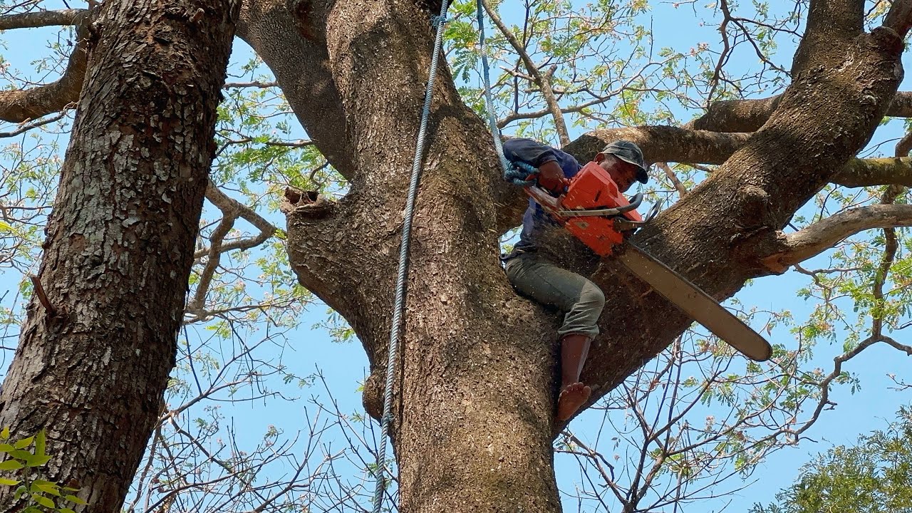 Overwhelming!! Cut down tall trembesi tree with interlocking branches.