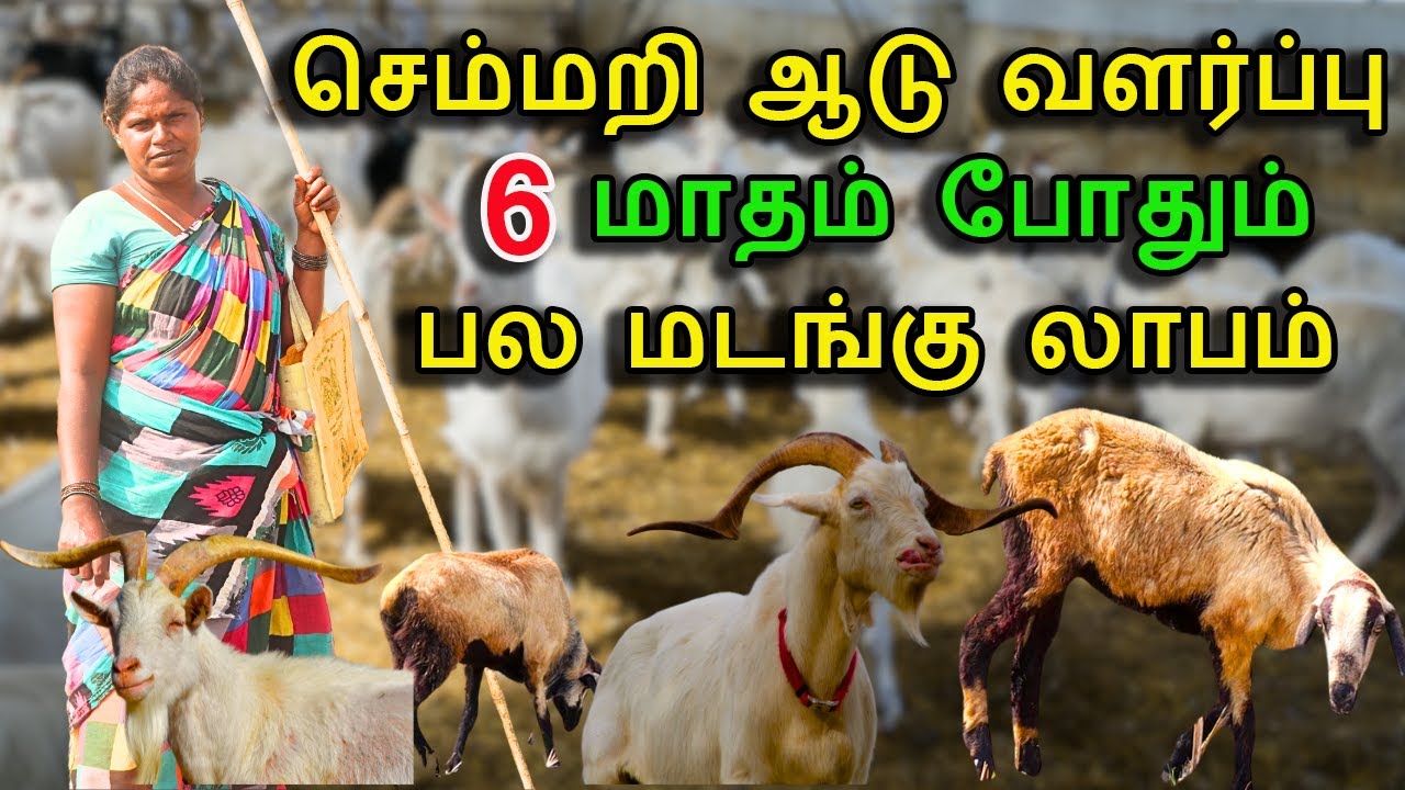 செம்மறி ஆடு வளர்ப்பு ஆறு மாதம்  போதும்  பல மடங்கு லாபம் |  Goat Farm Business in Tamil