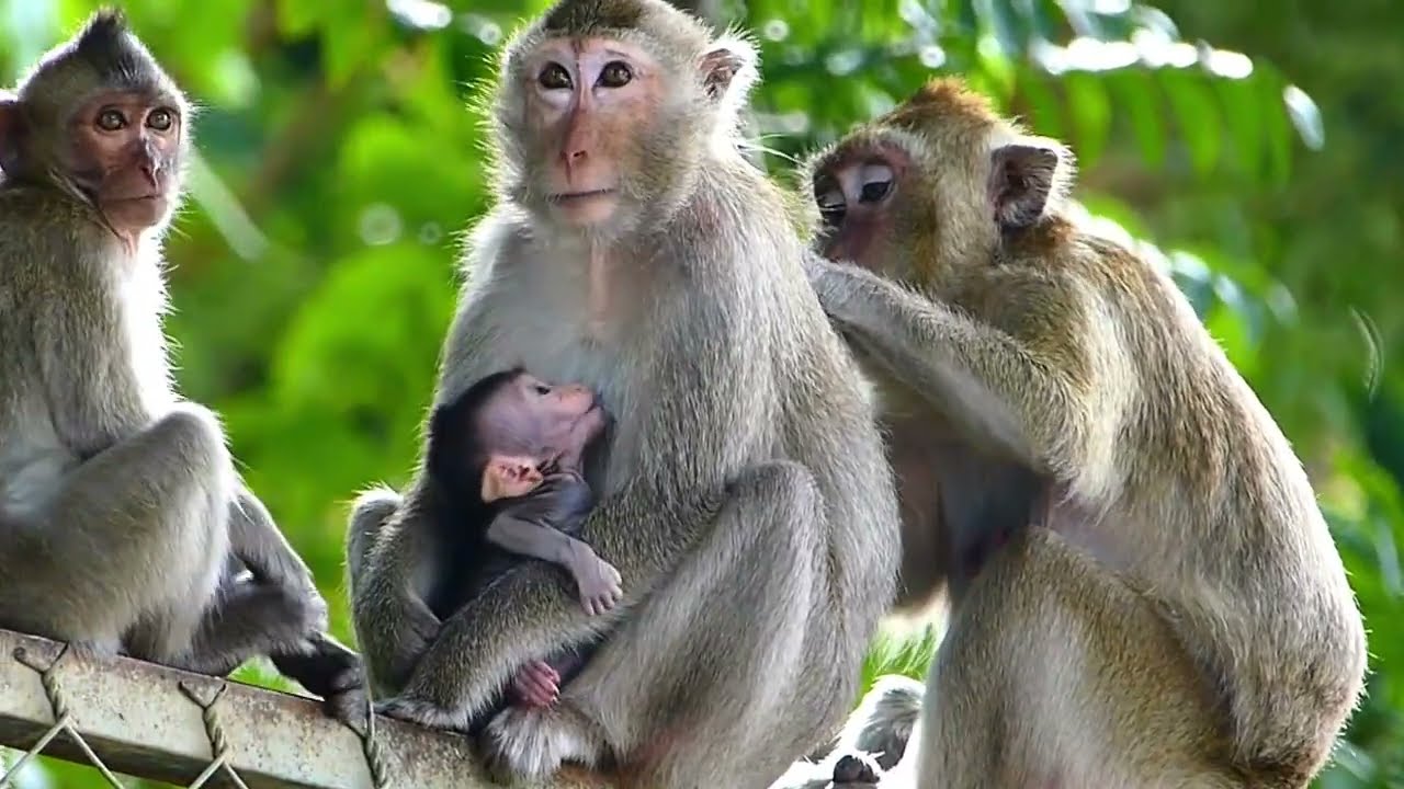 Not Wait , Newborn baby Monkey Drink Milk So Fast