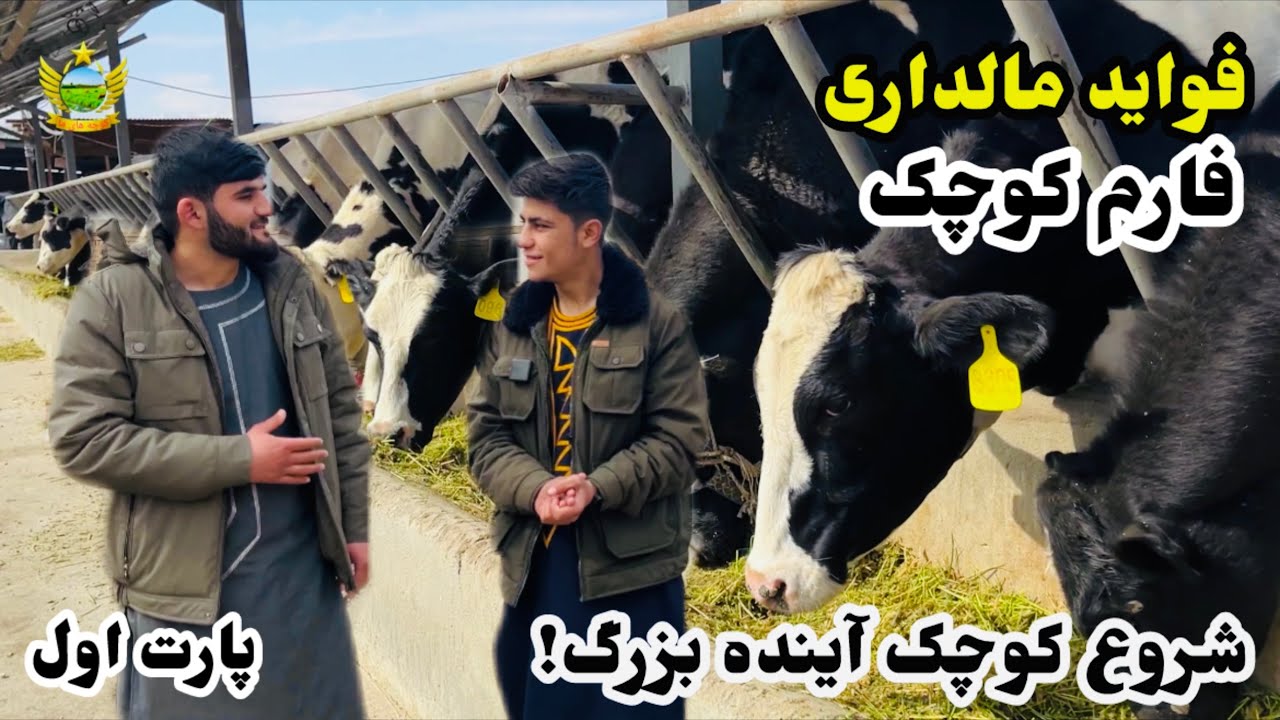 پارت اول.فارم مالداری و فواید بزرگ! زیاد شدن گاوها در مدت خیلی کم#مالداری#فواید#گاو