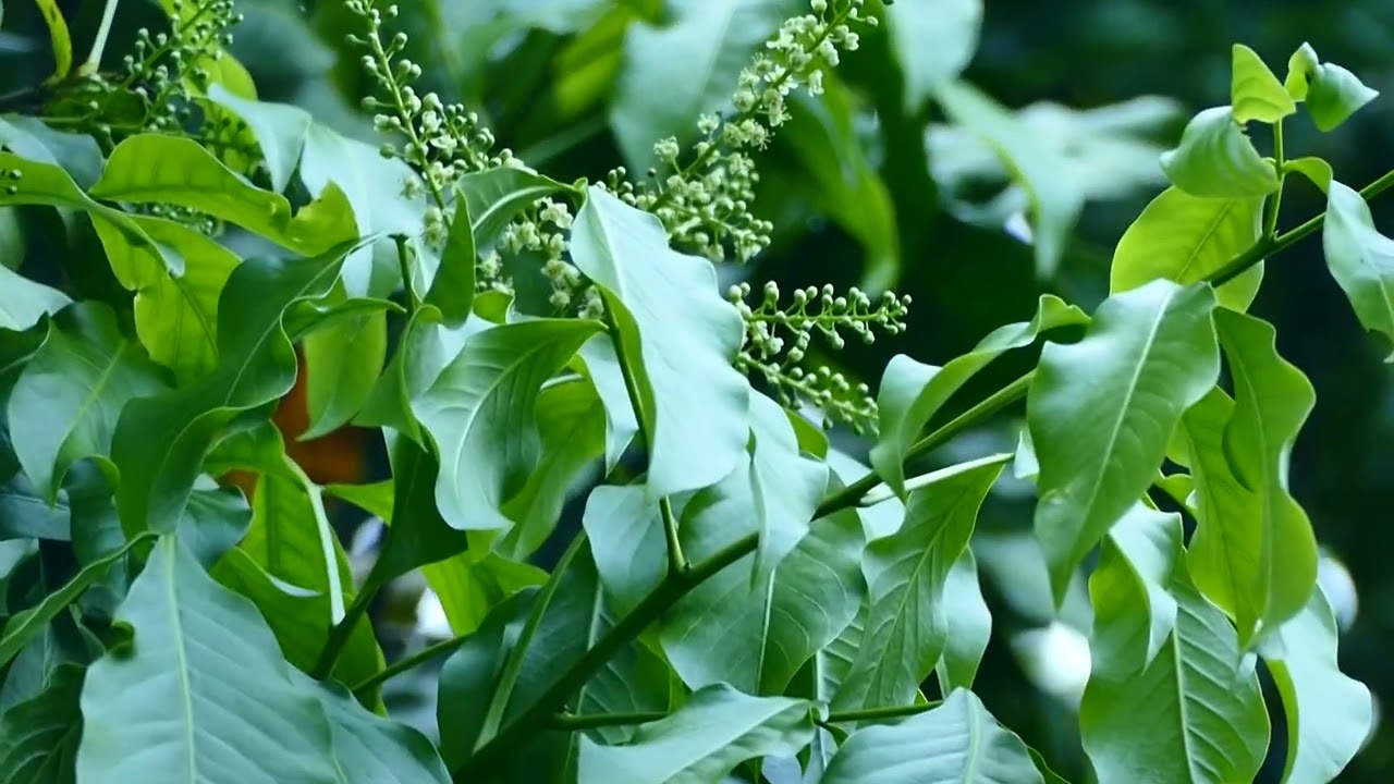 Spanish lime or quenepa, (Melicoccus bijugatus)