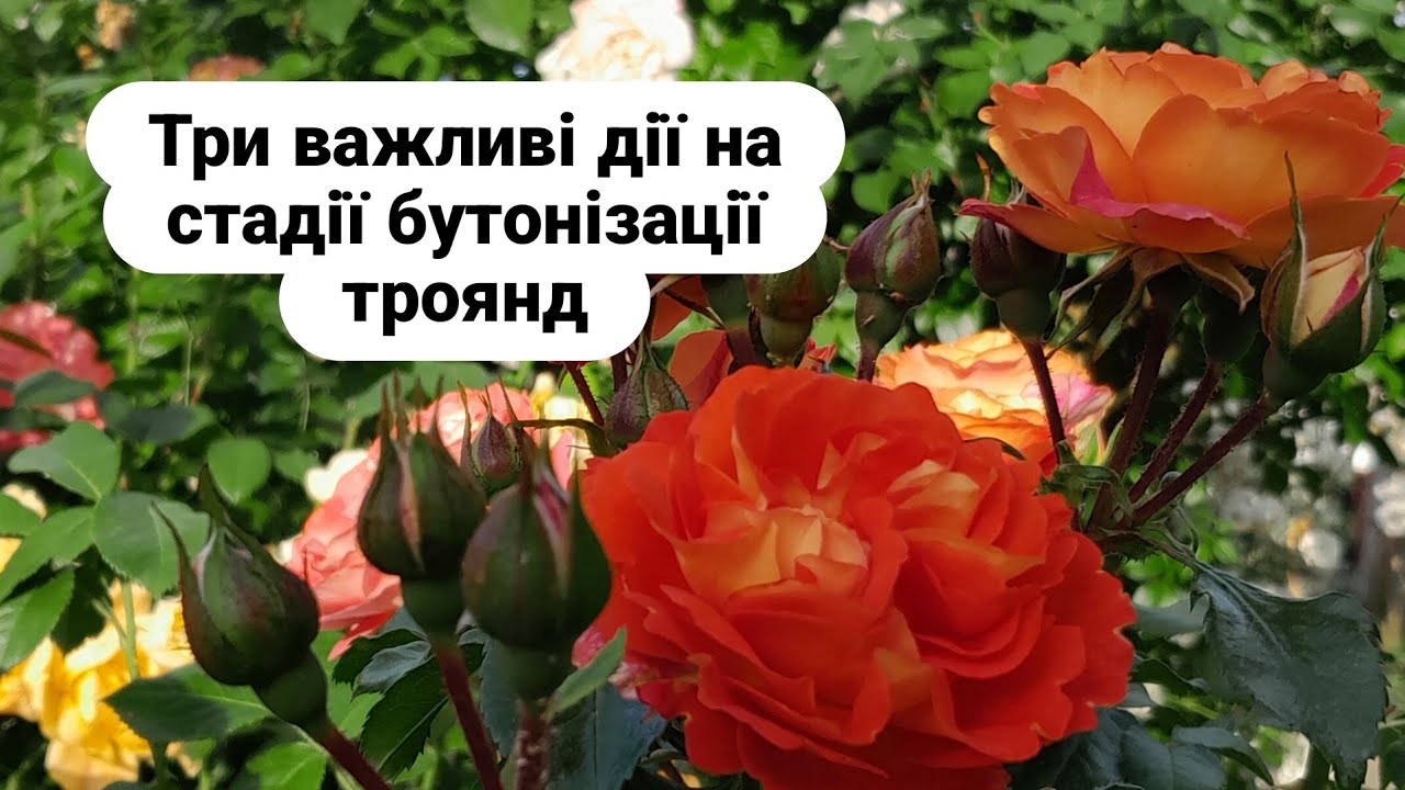 Підживлення троянд для збільшення кількості квітів. Хлороз/caring for roses before flowering