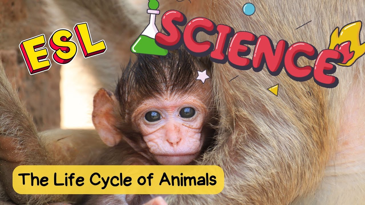 The Life Cycle of Animals: Beginner Science Vocabulary Lesson