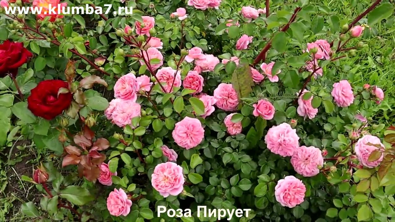 Розы, от которых все в восторге! Абрикосовое небо и Сладкая конфета в одном видео.