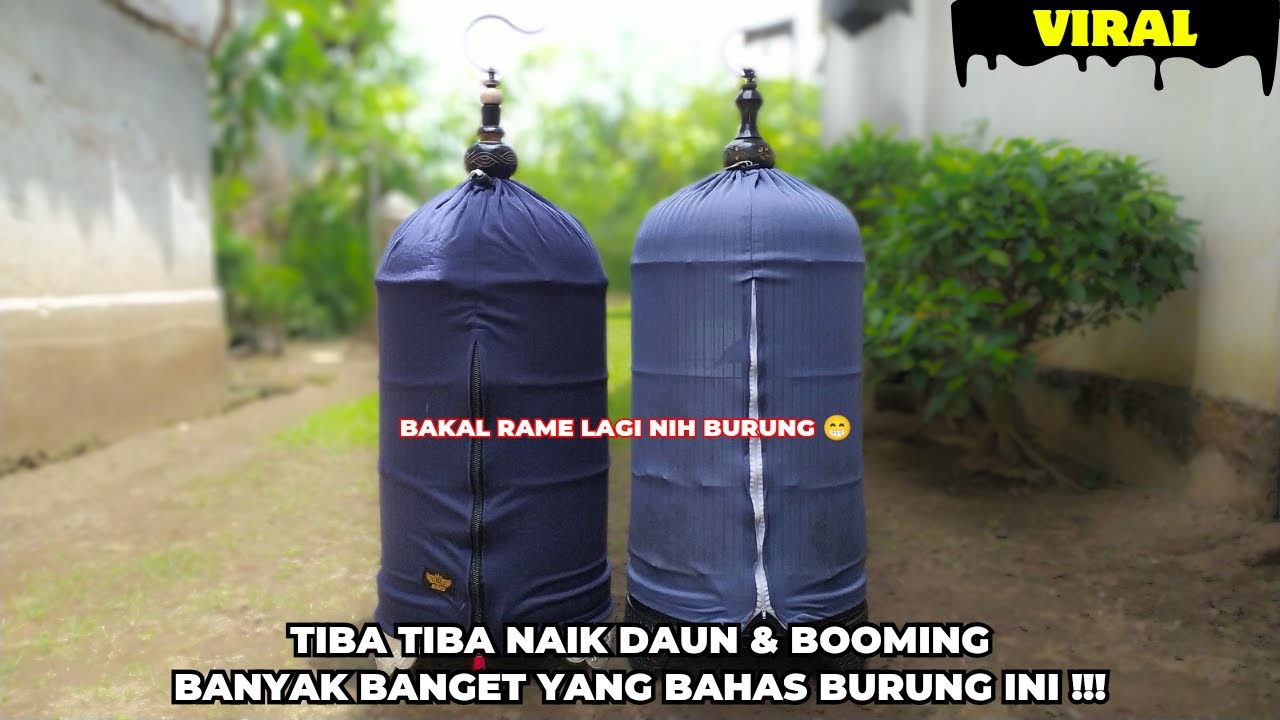 BURUNG NAIK DAUN❗SETELAH REMETUK BURUNG INI KEMBALI RAMAI & BANYAK DI BAHAS❗