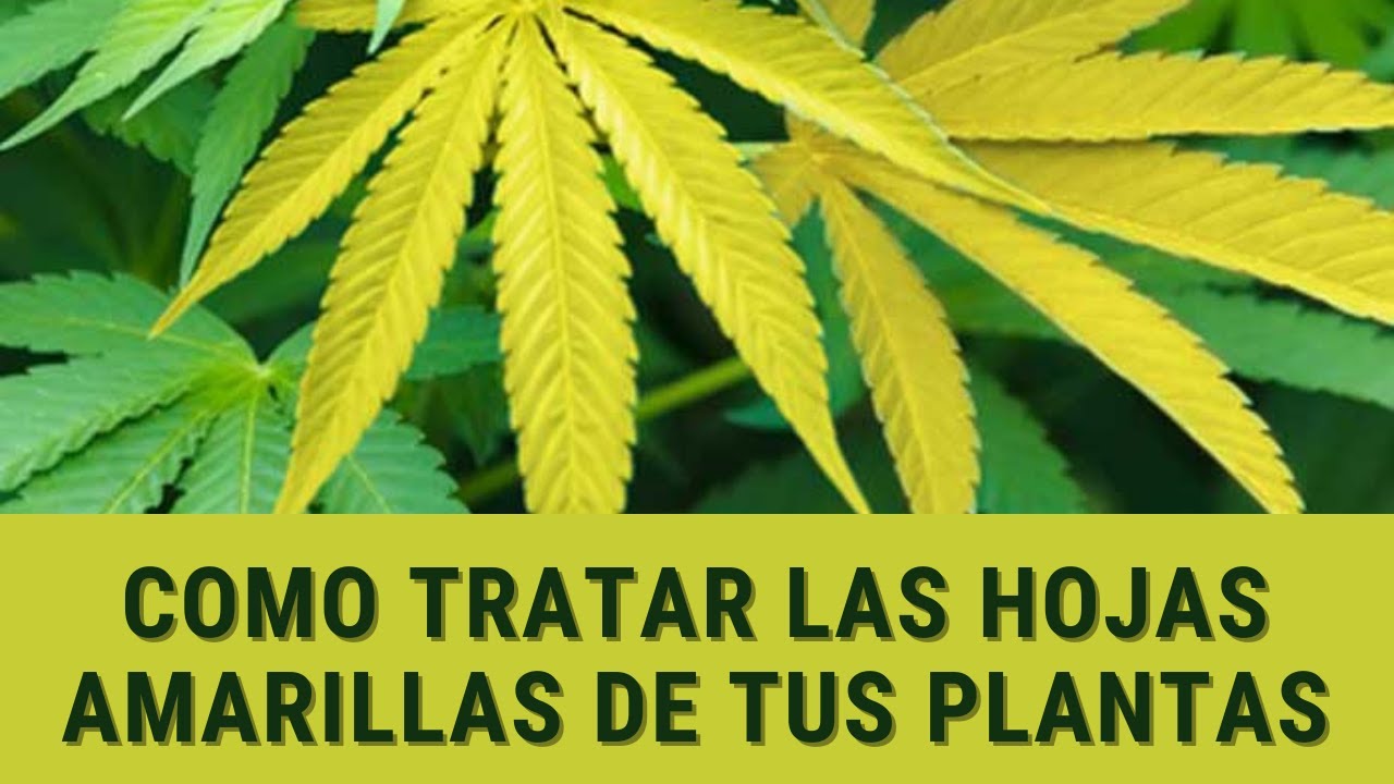 Hojas amarillas en plantas de Marihuana &iquest;Por qu&eacute; aparecen y C&oacute;mo solucionarlo?