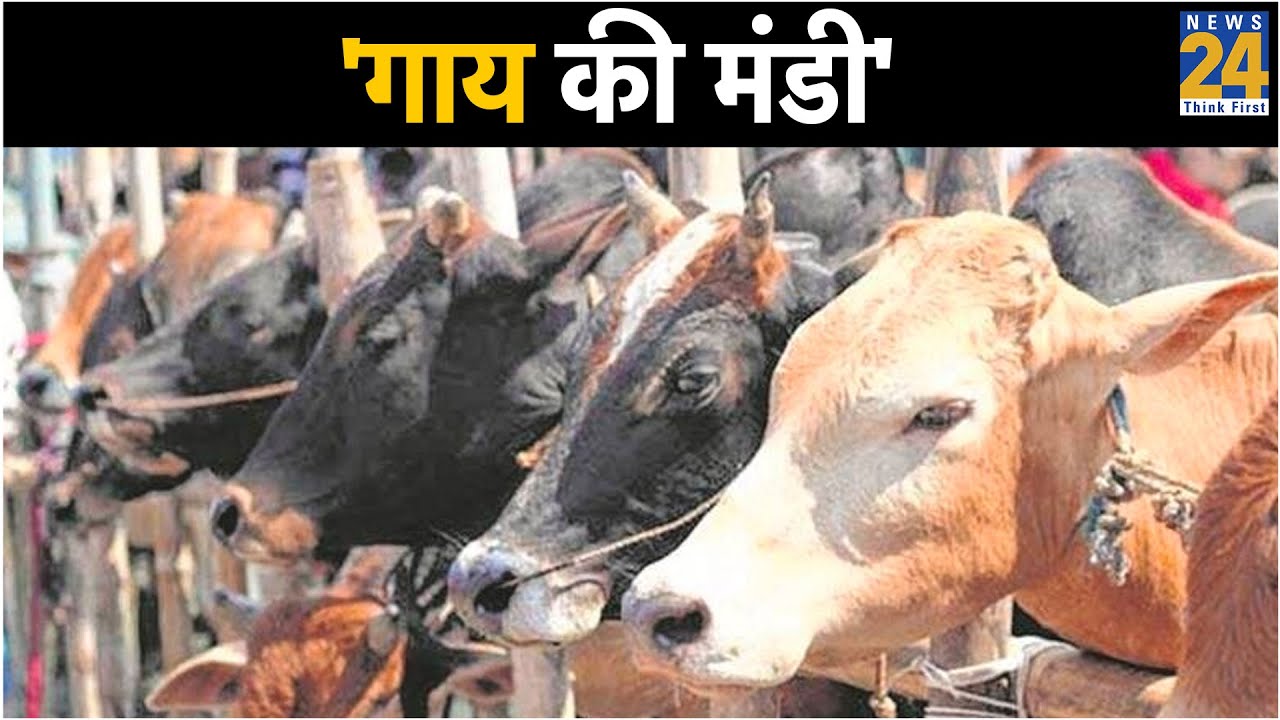 Operation 'गाय की मंडी' - Shamli mandi | Mob Lynching problem in India