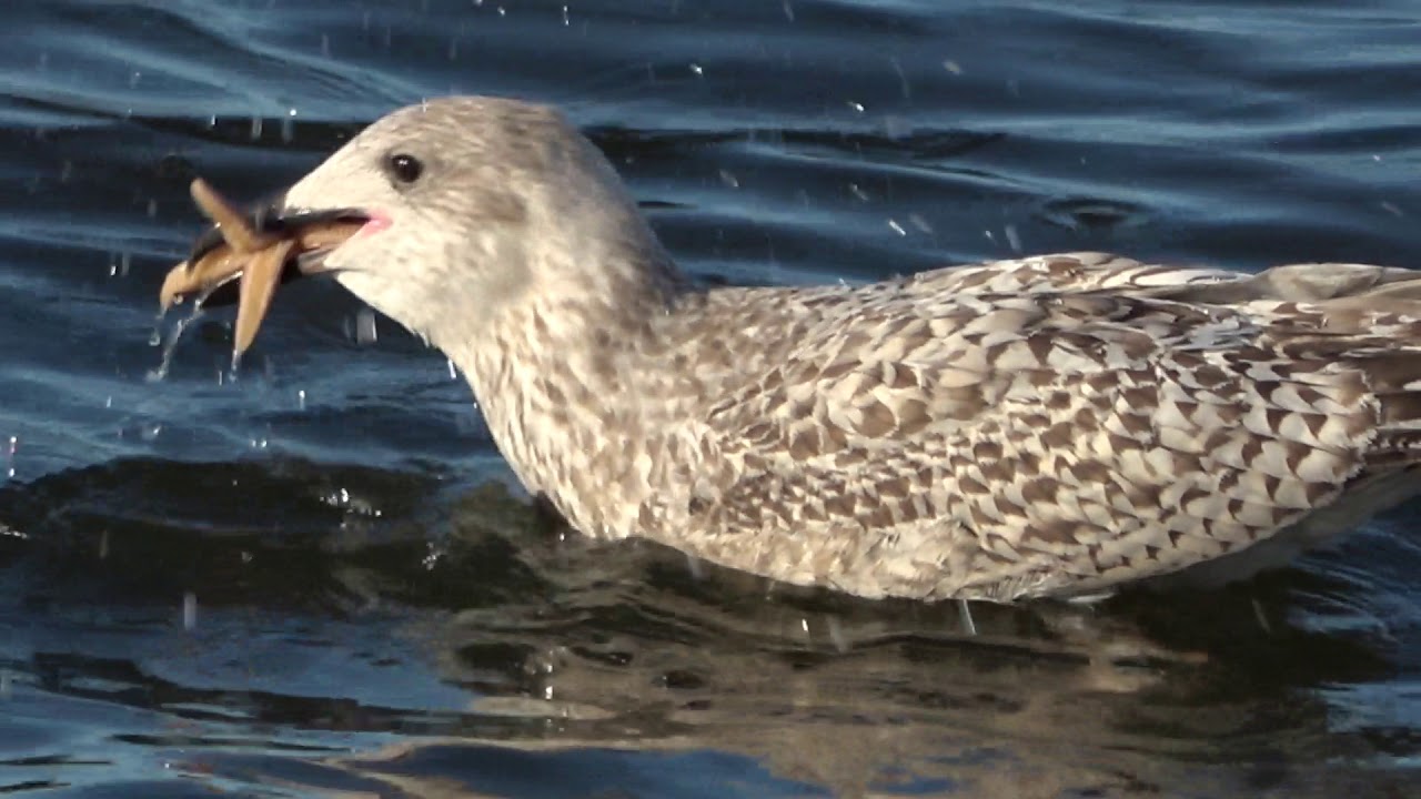 ЖИЗНЬ В ДАНИИ. ОЛЬБОРГ.  LIFE IN DENMARK. LIFE IN ALBORG.