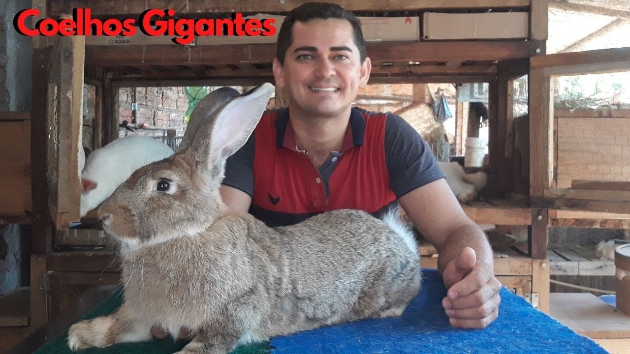 Coelhos Gigantes / flandres e criolos