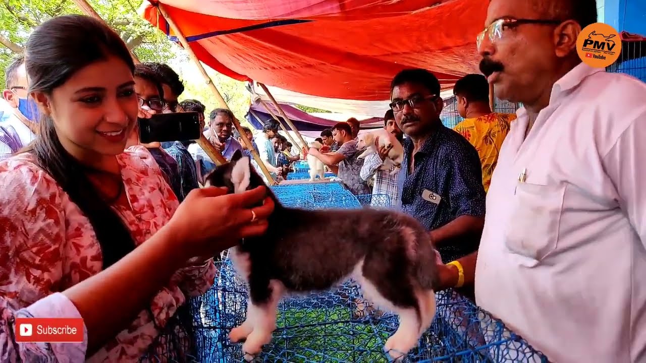 RECENT DOG PUPPY PRICE AT GALIFF STREET PET MARKET KOLKATA | CUTE DOG PUPPY