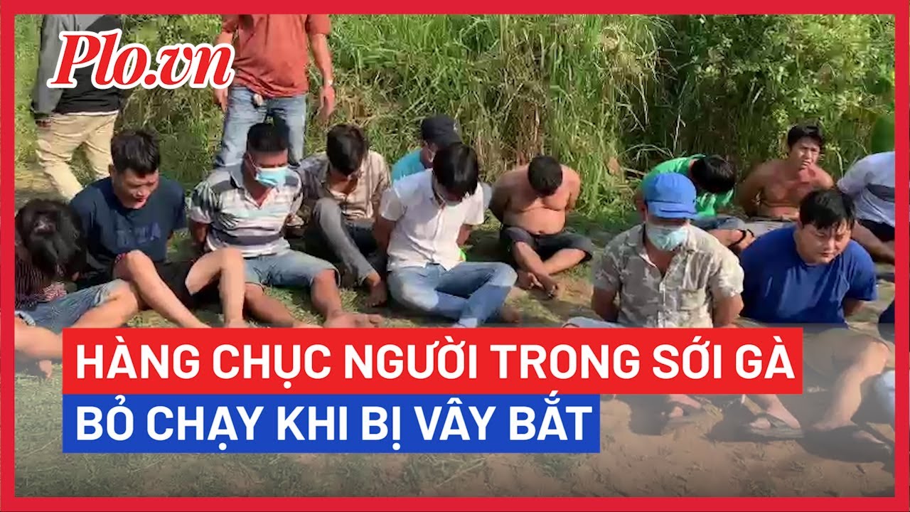 Hàng chục người trong sới gà ở quận Bình Tân bỏ chạy khi bị công an vây  - PLO