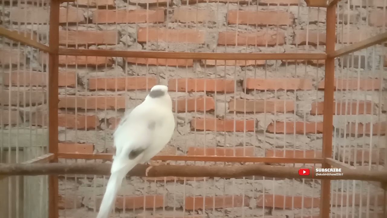 Canary Singing Training Canary Bird