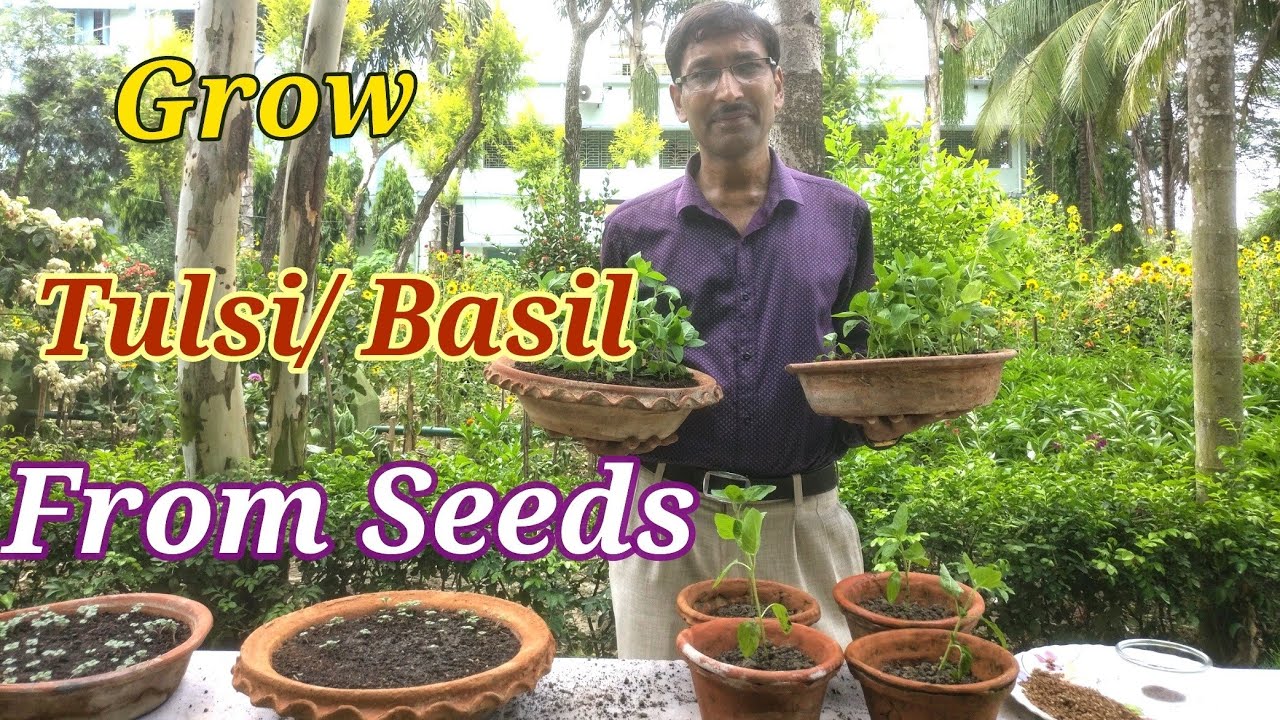 Aise Tulsi ka Podha lagaye Ghar me ( Hindi / Urdu )