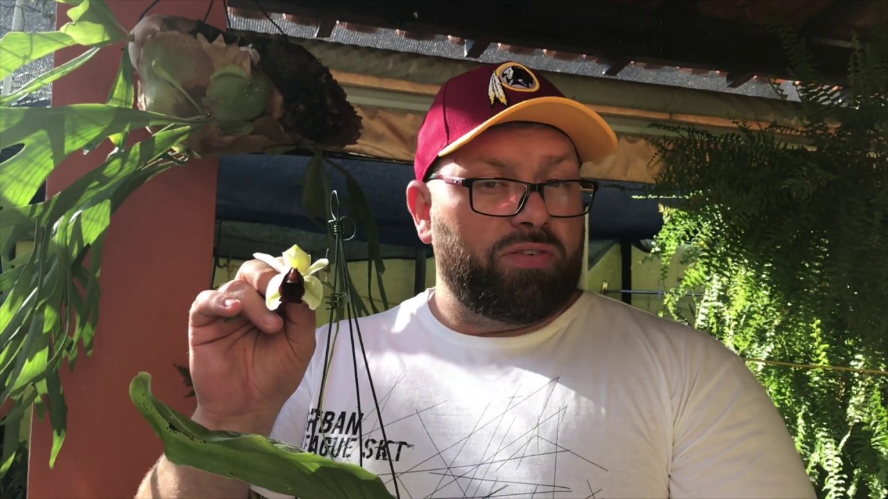 NÃO PERCA!! DICAS DE CULTIVO ONCIDIUM, MASDEVALLIA, COELOGYNE, BRASILAELIA E MUITO MAIS !!