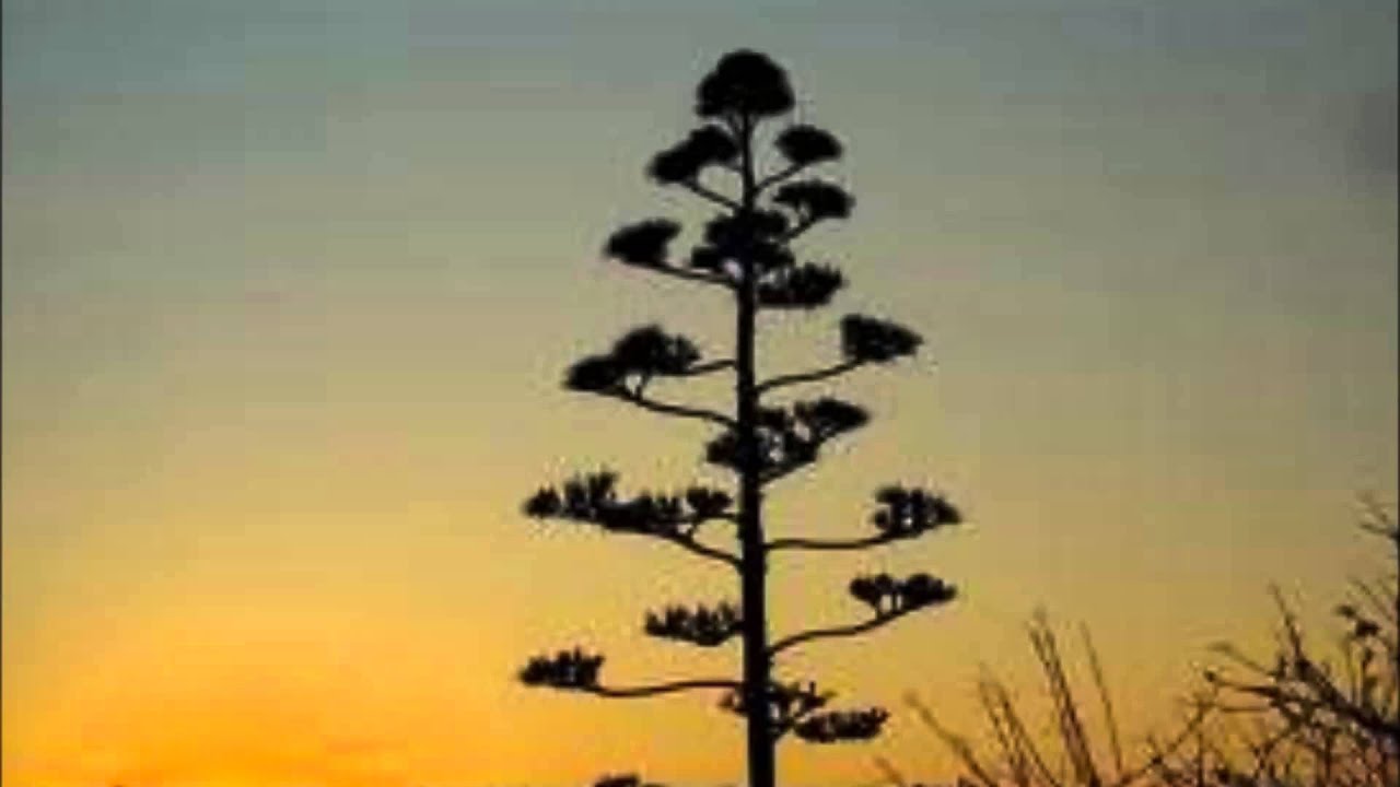 Shock Therapy - Tribe Mental Minimix