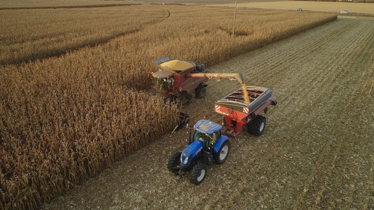 Case Axial 8240 12 Rangs à la Moisson du Maïs !!