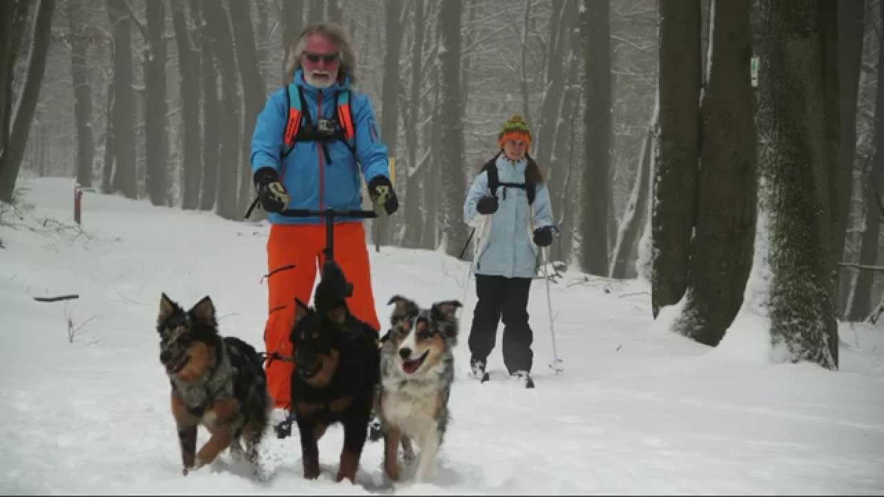 Video DOGSCOOTING im SCHNEE mit KICKSPARK: Rundtour 