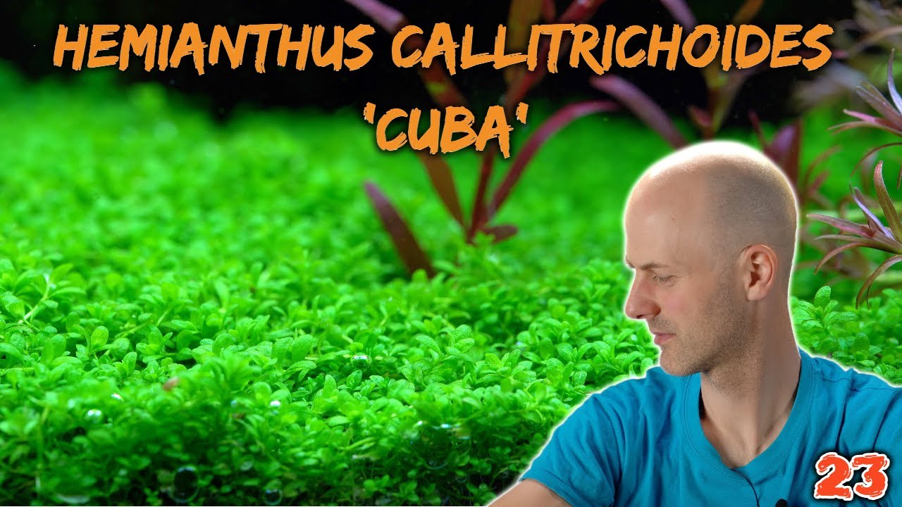 Kuba-Perlkraut -HCC - Hemianthus callitrichoides 