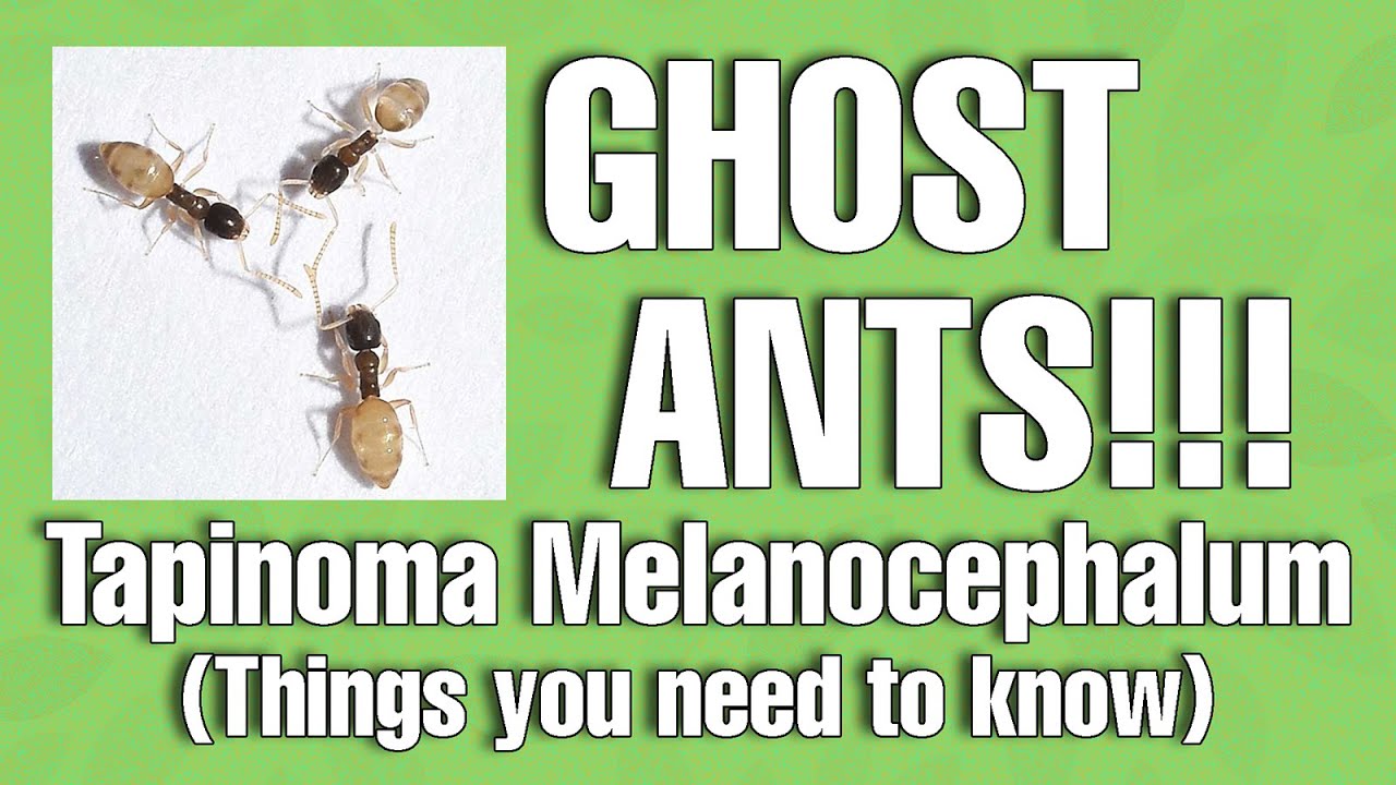 Ghost Ants (Tapinoma Melanocephalum)