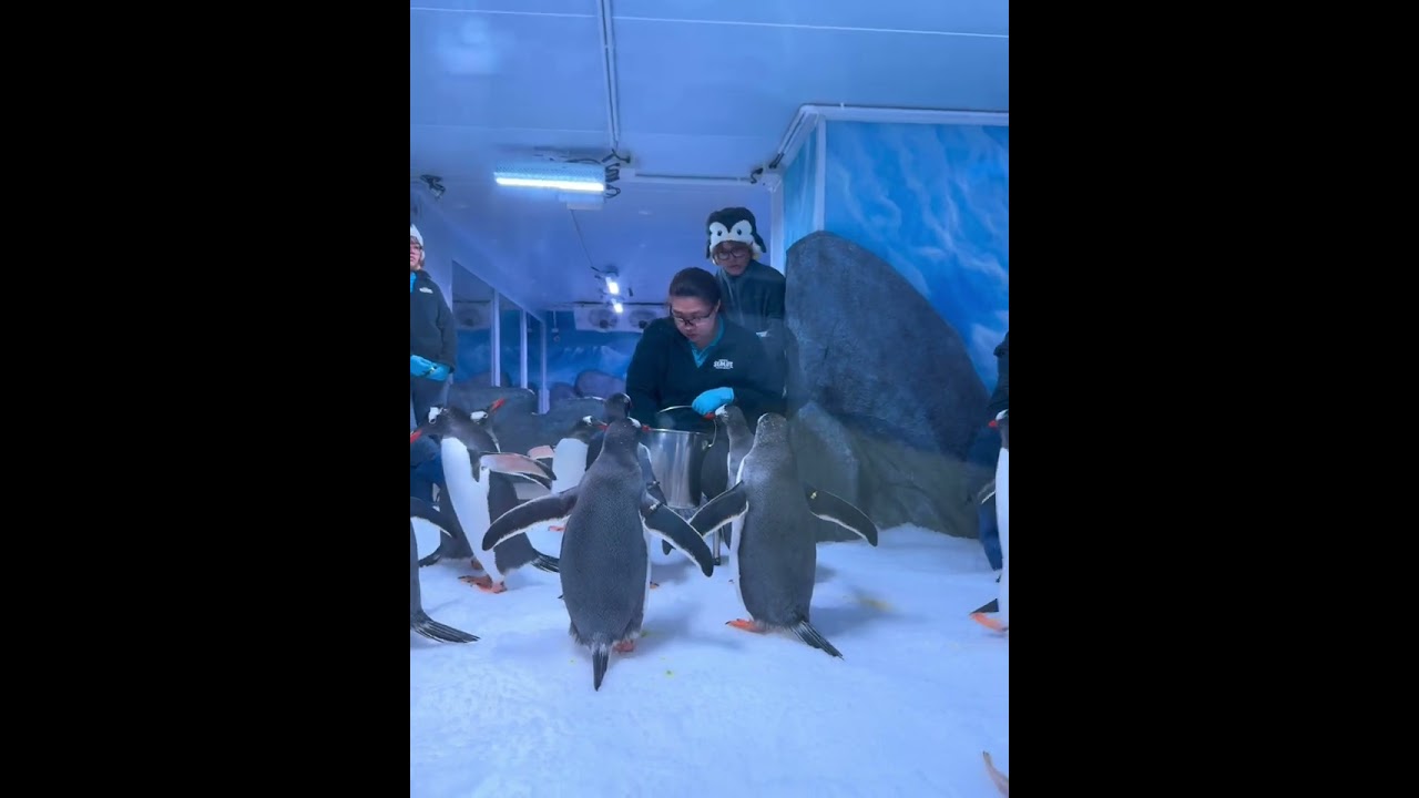 ￼เพนกวิน น่ารัก