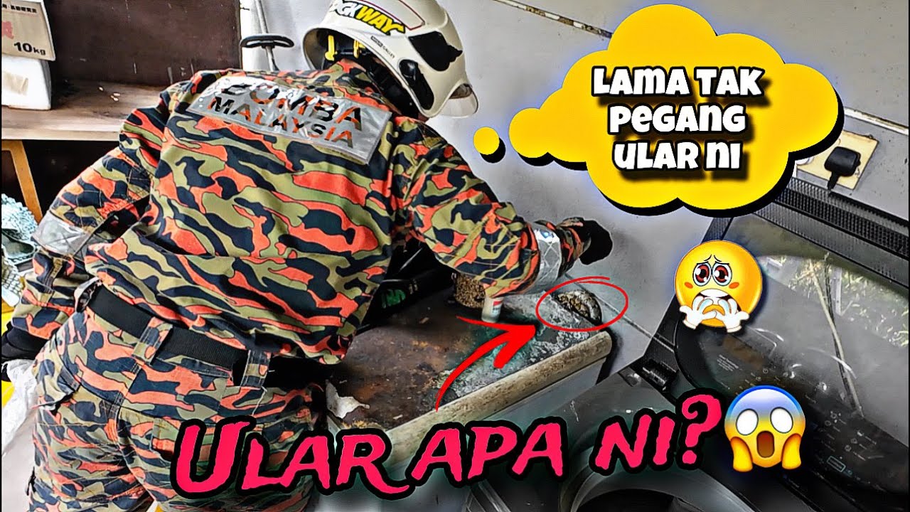 💢ABANG BOMBA GUNA TANGAN JE TANGKAP ULAR?😱CELORENG BOMBA