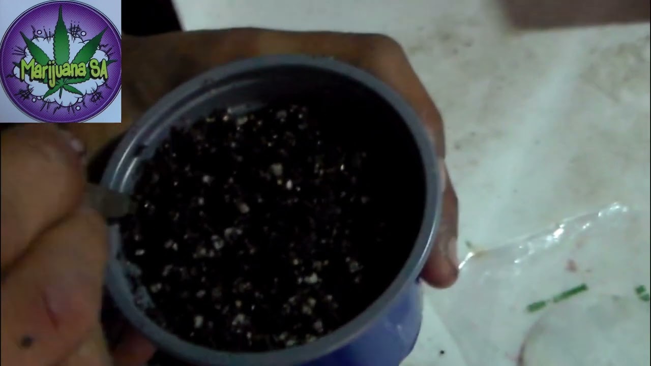 How To Grow Cannabis From Seeds -Ep3- Top Cheese Feminized Autoflower & BlackBerry Gum AutoFeminized