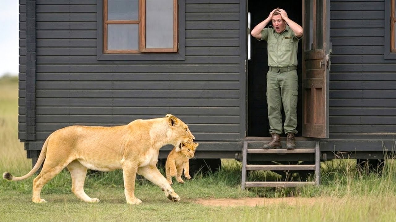 La Leonessa Arriva alla Capanna del Ranger con il Suo Cucciolo — Non Crederai a Cosa Succede Dopo