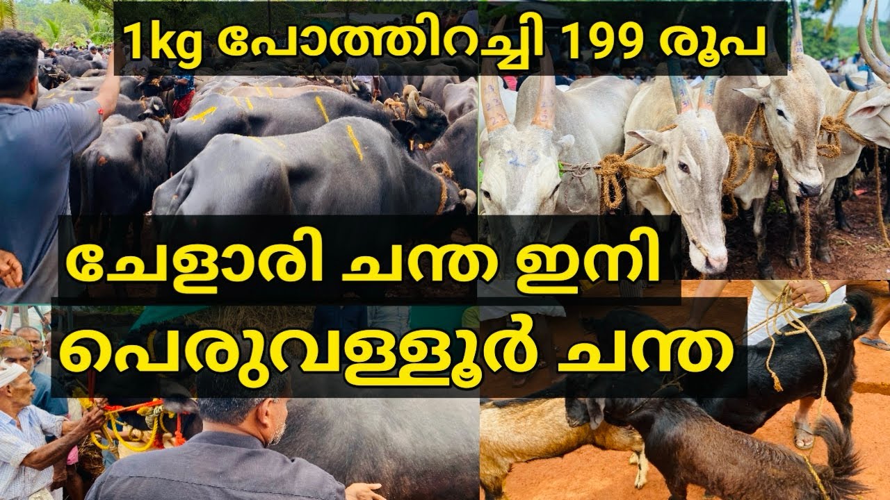I kg ബീഫ് 199 രൂപക്ക് |peruvallur chanda|inauguration |parambil peedika chanda |#beef #cattlemarket