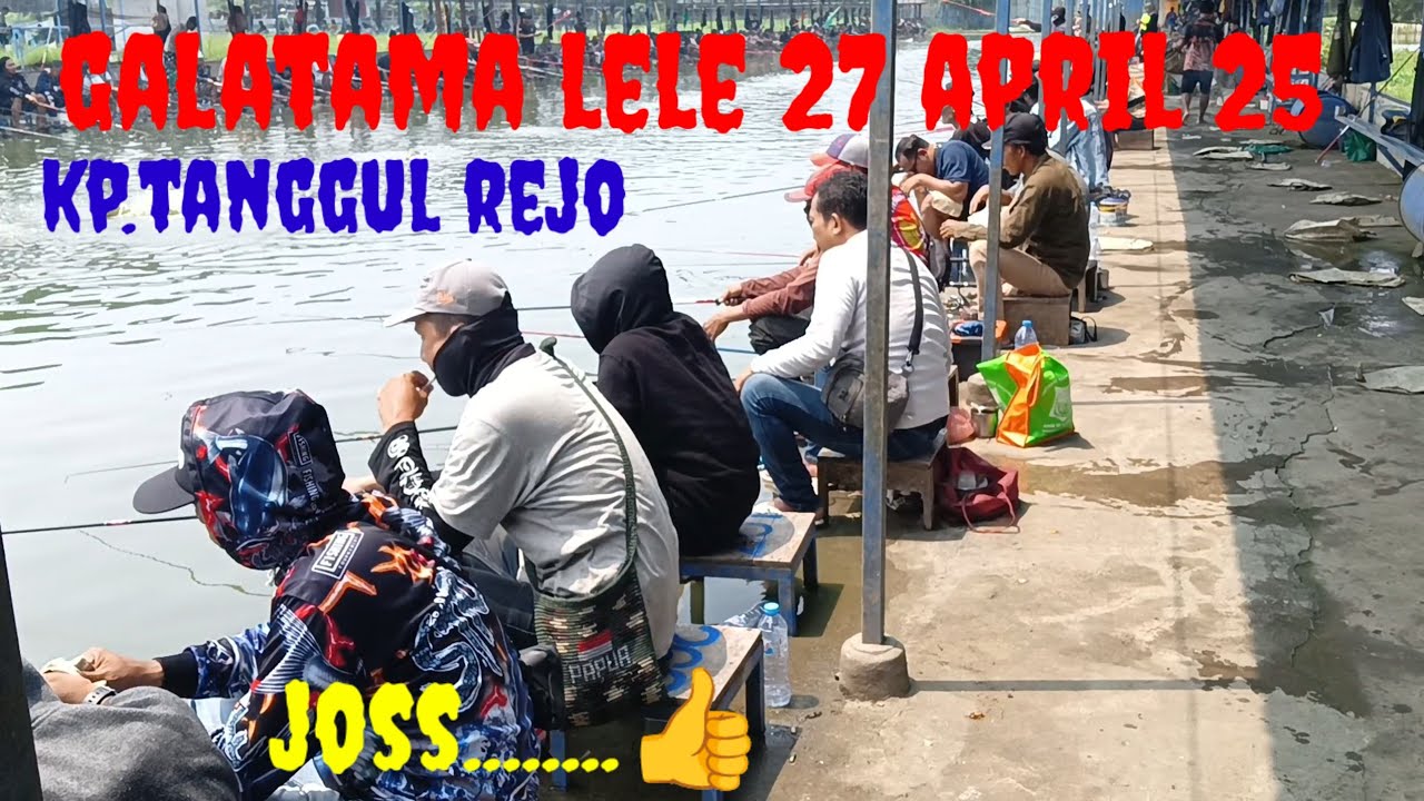 LOMBA GALATAMA LELE SUPER KEREEN RAME POOL KOLAM TANGGUL REJO 27 APRIL 2025.