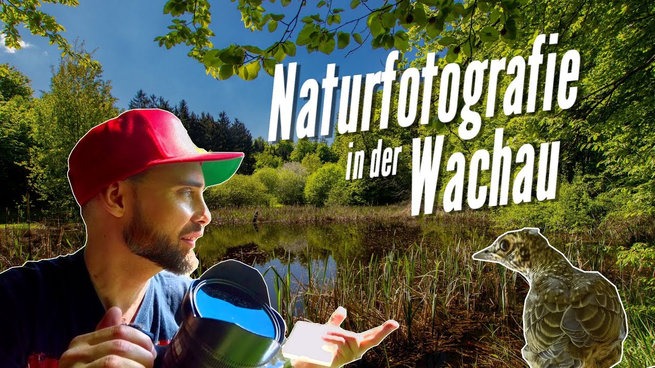 Naturfotografie in der Wachau