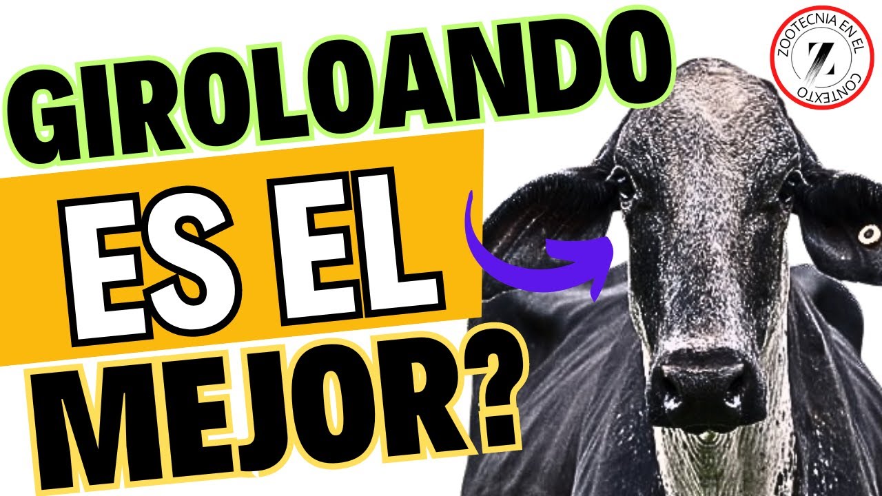 😱 ¿CUÁL es el mejor GANADO para CLIMA CALIENTE? 🤔
