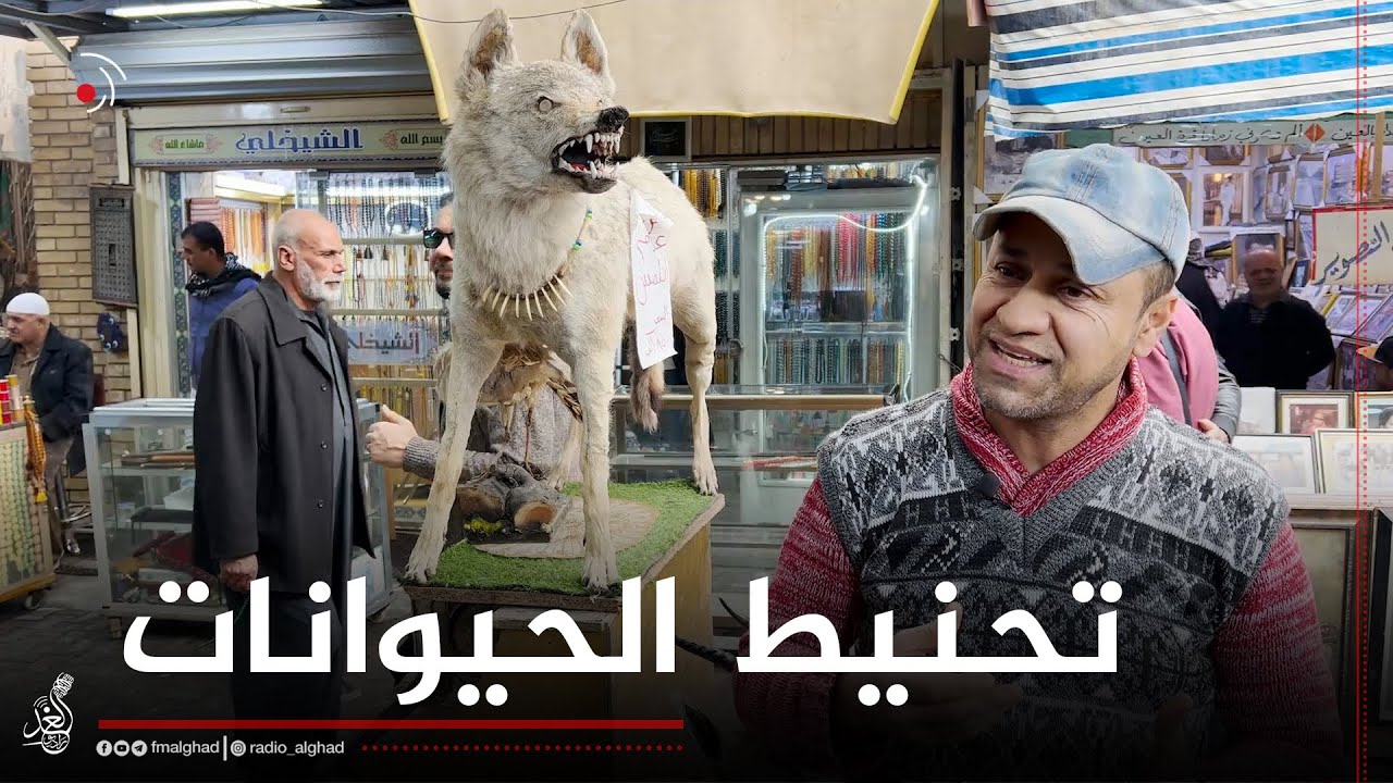 شلون يتم تحنيط الحيوانات ؟عبد رح يحجيلنا عن طريقة تحنيط الحيوانات