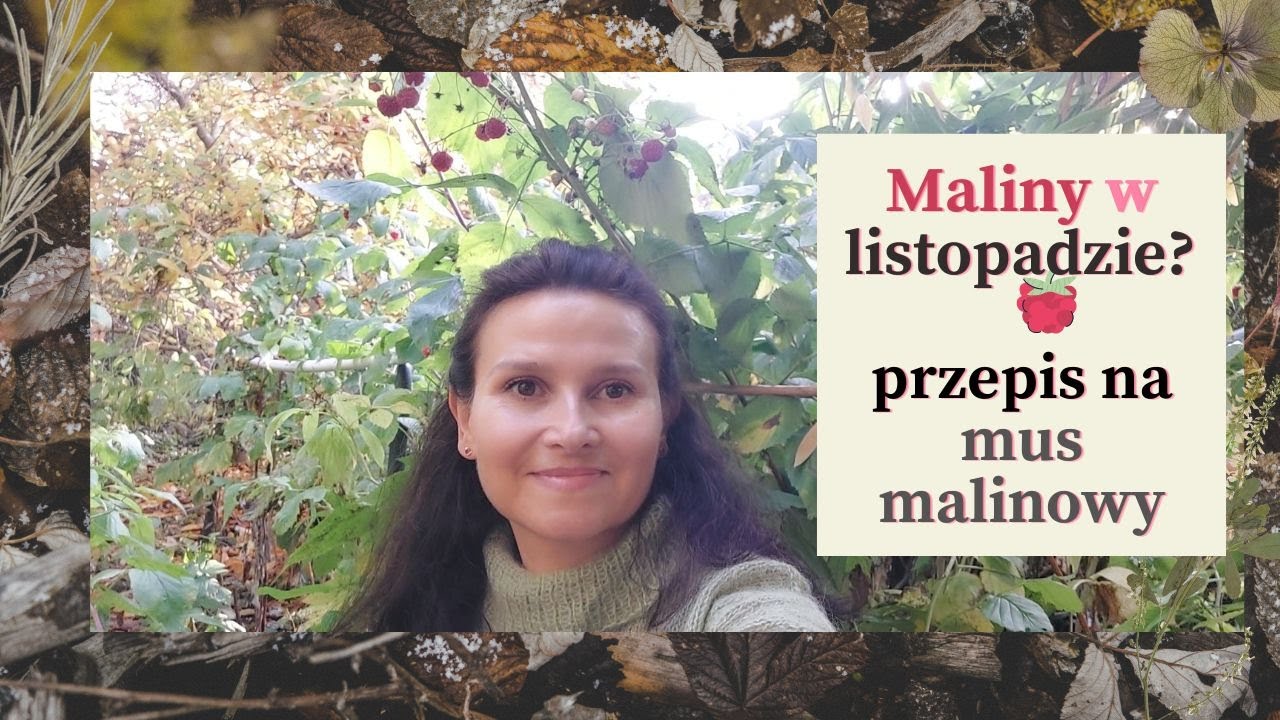 Zbiory malin w listopadzie !? Mus malinowy na przeziębienie - prosty przepis.