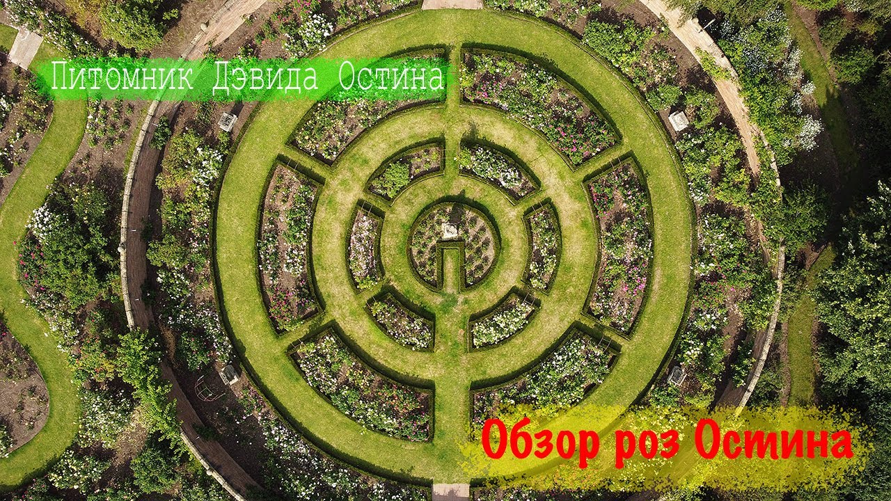 Розы в саду 2022. Питомник Дэвида Остина. Розовый сад Остина. Обзор роз питомника Остина. КОНКУРС!