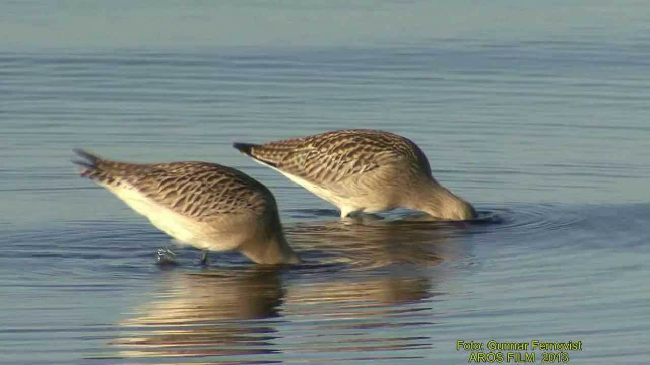 MYRSPOV  Bar-tailed Godwit  (Limosa lapponica)  Klipp - 1247
