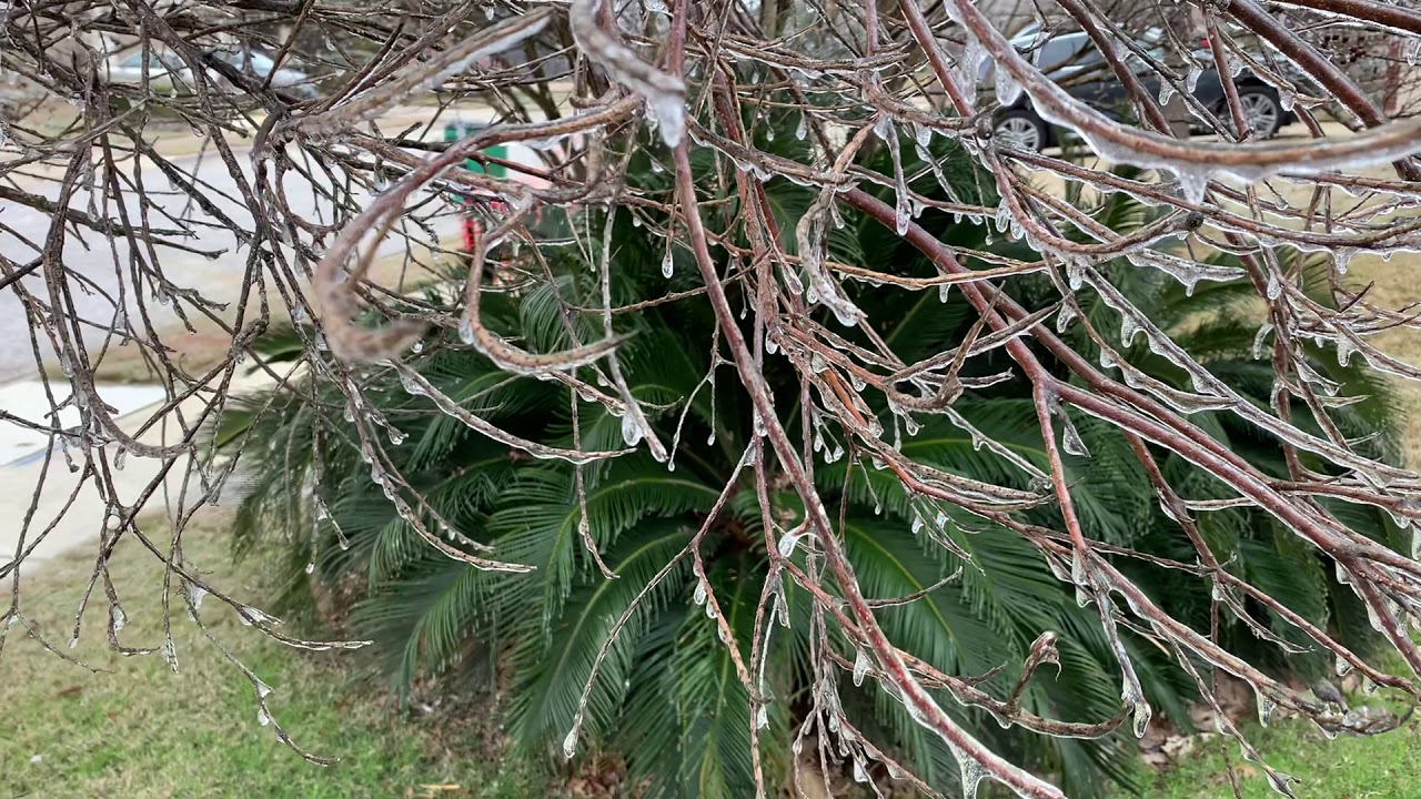 Sago palms vs cold weather