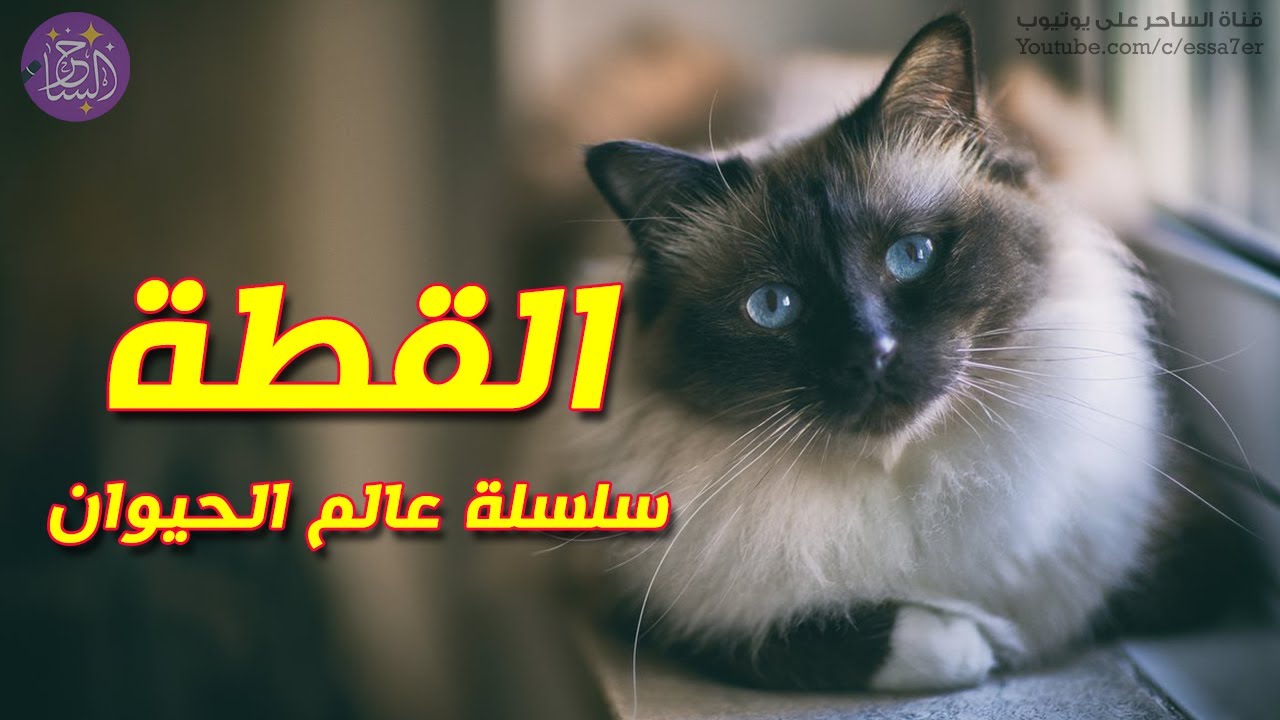 معلومات طريفة ومشوقة قد لا تعرفها عن عالم القطط 😻 سلسلة عالم الحيوان