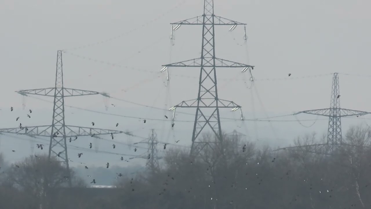 Lapwing & Brent Geese - Pegwell Bay