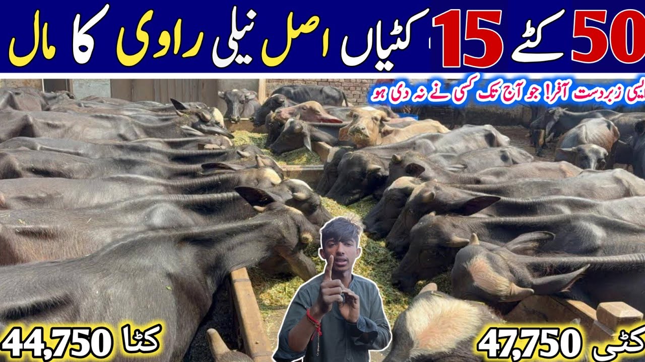 How to Start Katta Farming Complete Guidelines | Low Investment High Profit Business | #kattafarming