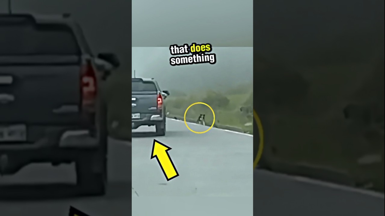 This Pick Up Truck Stopped Everytime They Saw A Stray Dog To Gave Them Bread #shorts #trend #viral