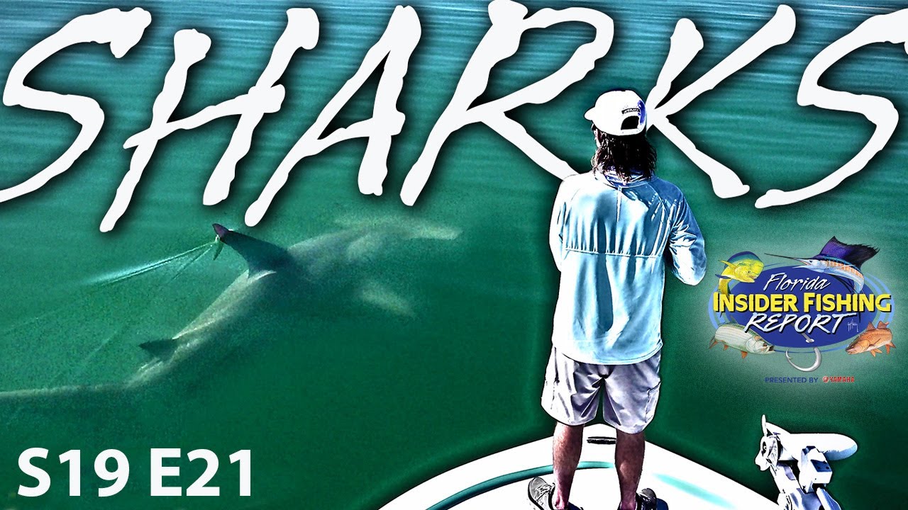 SHARKS in FLORIDA: How to catch them and how to resolve them! | S19 E21