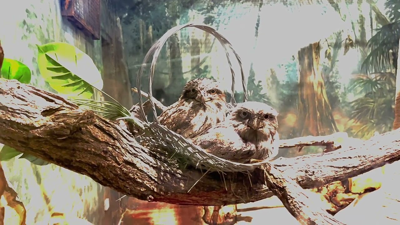 Winnipeg Assiniboine Park Zoo TOUR  │  White Bison, Polar bears, Meerkats!